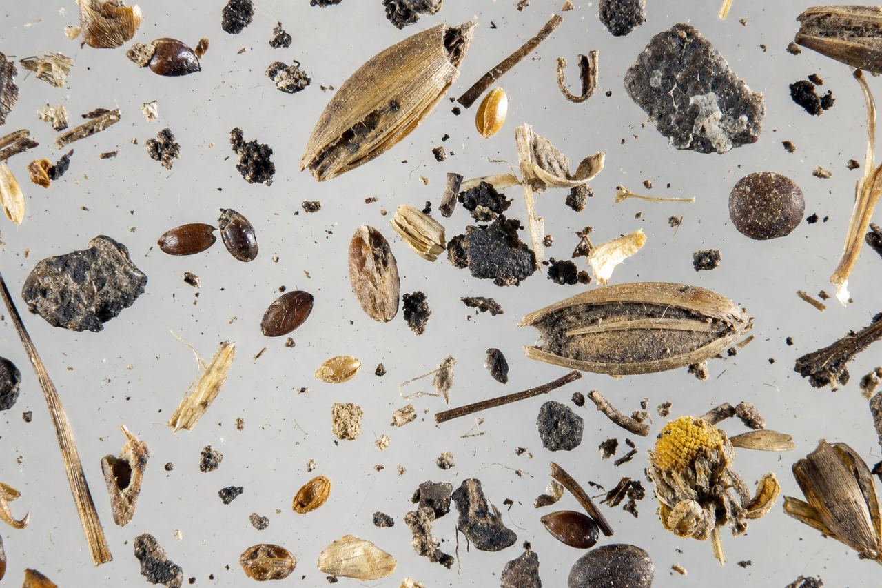 The last meal: seeds and plant remains in the stomach