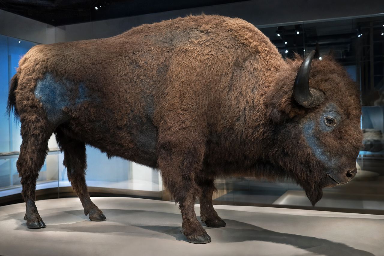 Blue Babe — the Pleistocene steppe bison
