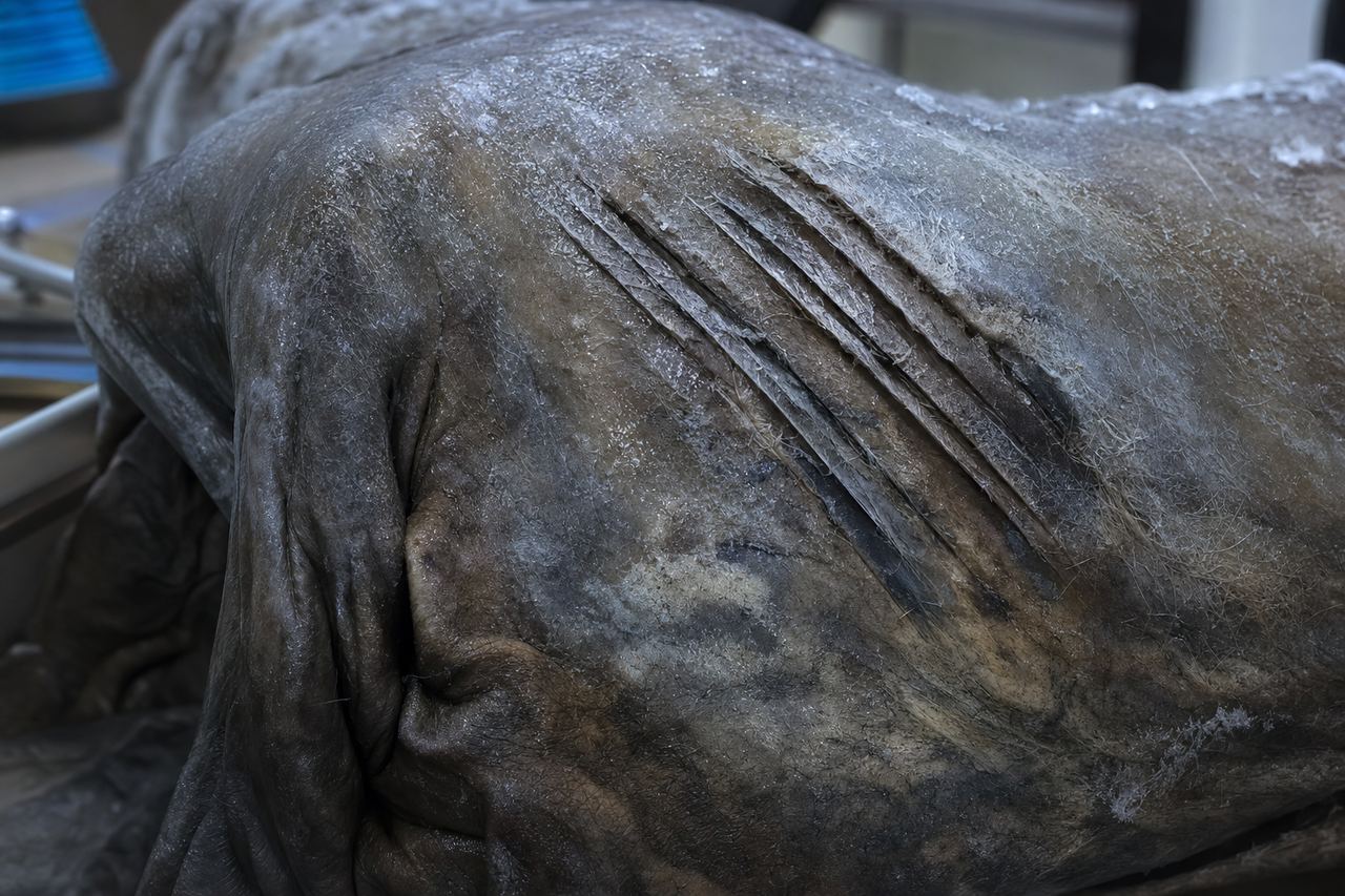 Lion claw marks preserved in the frozen hide